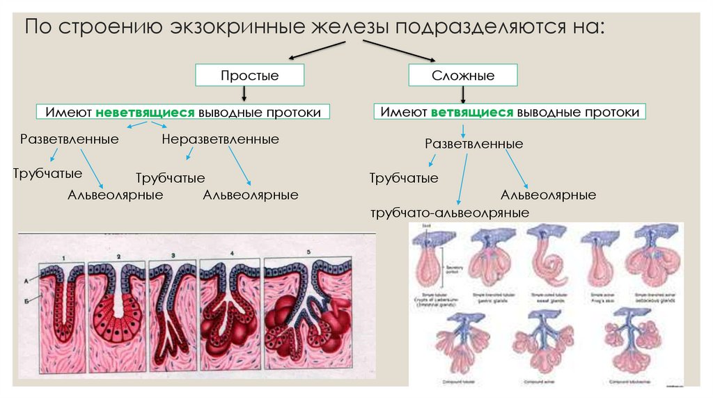 По строению экзокринные железы подразделяются на: