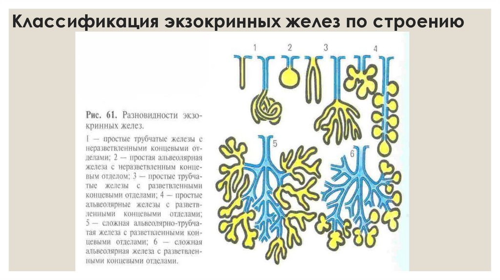 Классификация экзокринных желез по строению