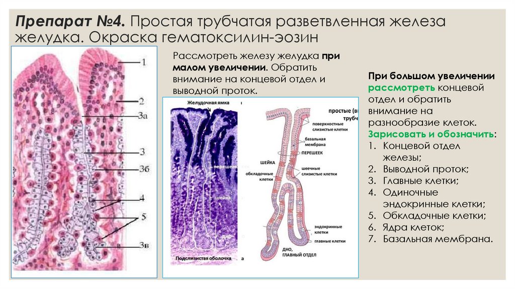Препарат №4. Простая трубчатая разветвленная железа желудка. Окраска гематоксилин-эозин