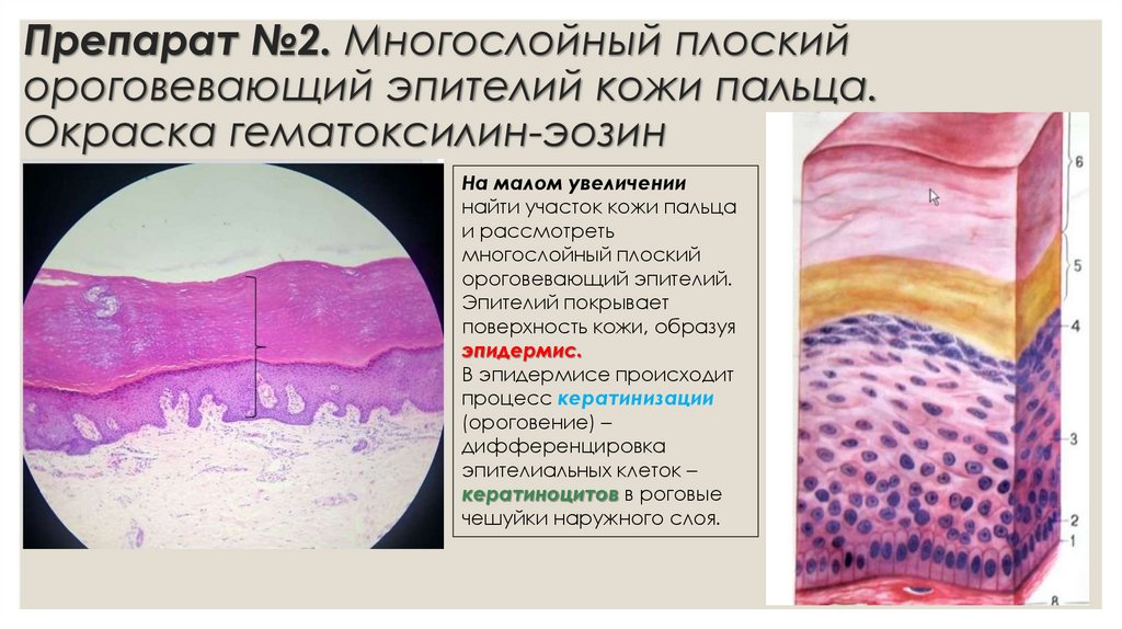 Препарат №2. Многослойный плоский ороговевающий эпителий кожи пальца. Окраска гематоксилин-эозин