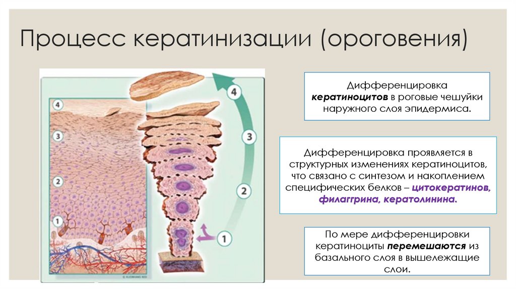Процесс кератинизации (ороговения)