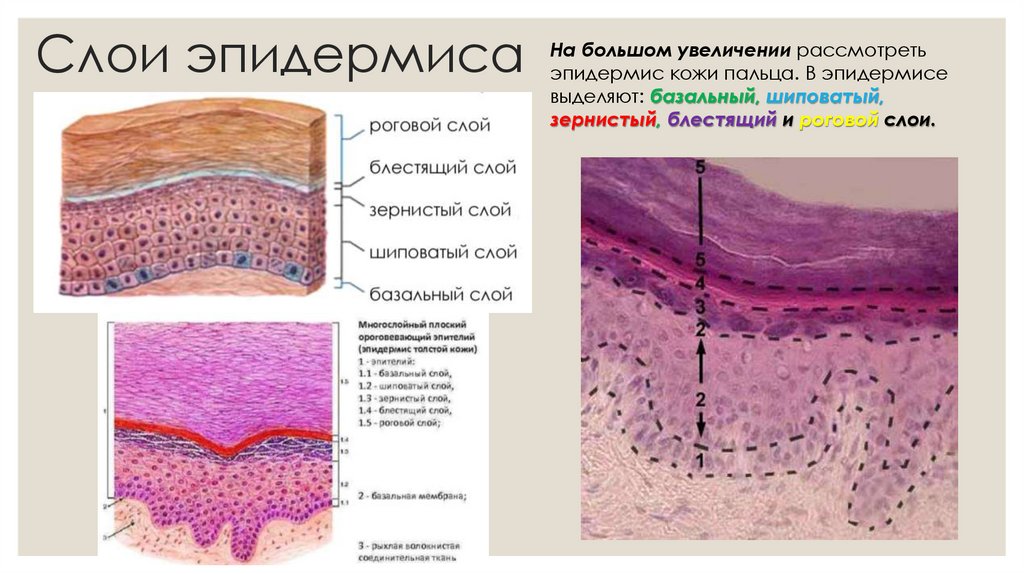 Слои эпидермиса