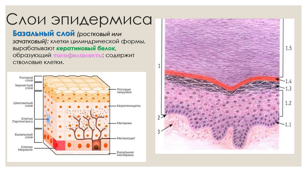 Слои эпидермиса