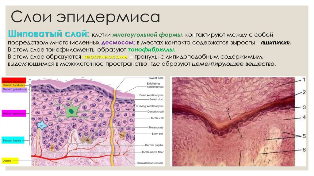 Слои эпидермиса