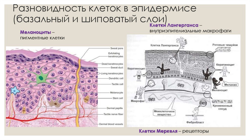 Разновидность клеток в эпидермисе (базальный и шиповатый слои)