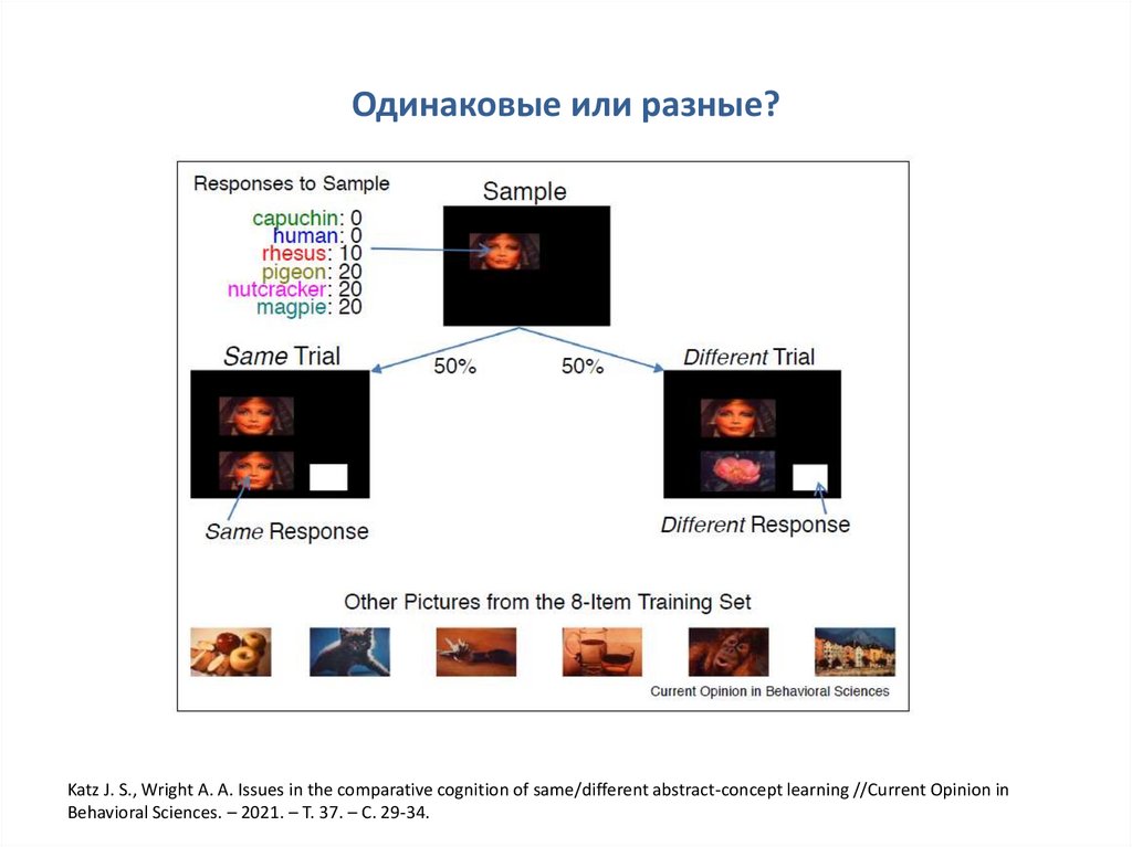 Одинаковые или разные?