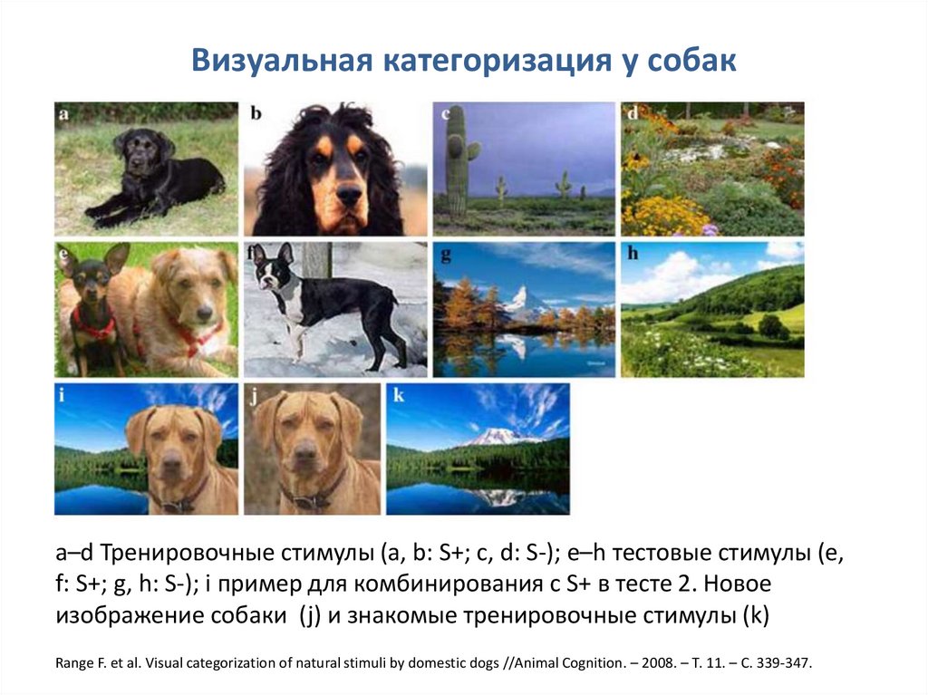 Визуальная категоризация у собак