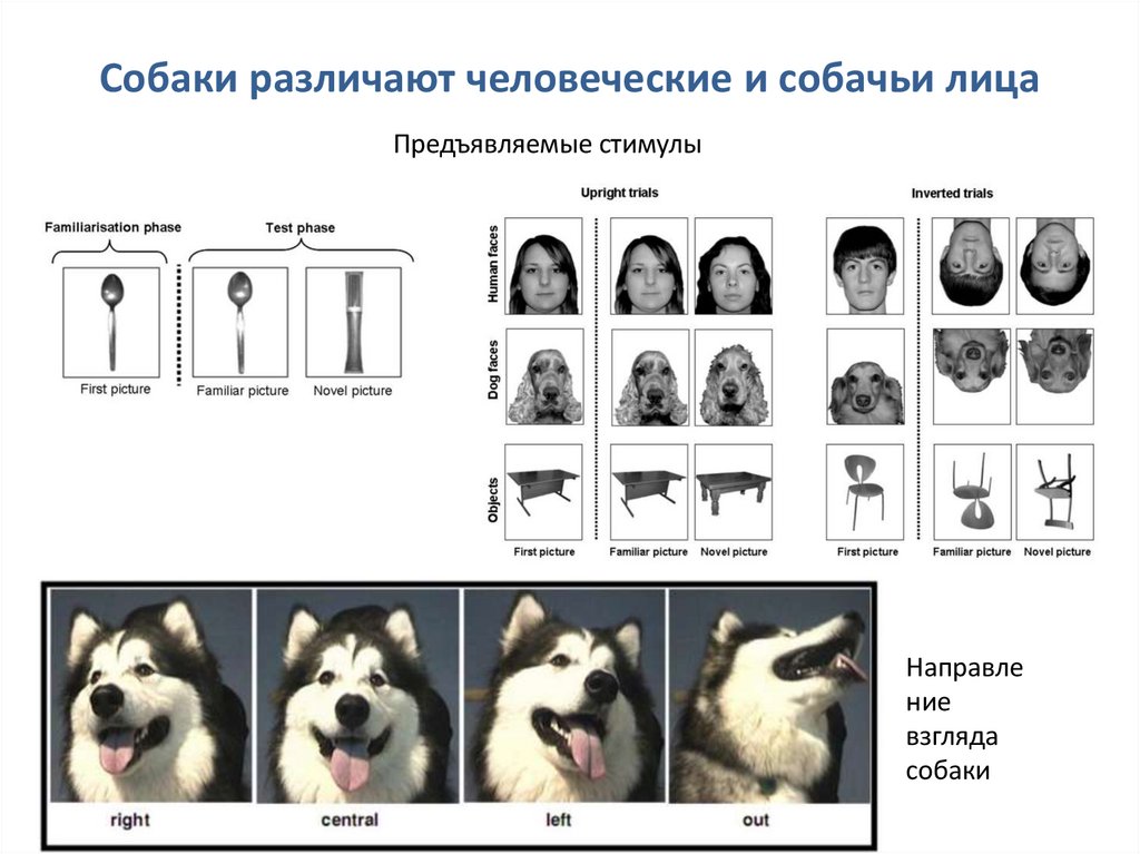 Собаки различают человеческие и собачьи лица