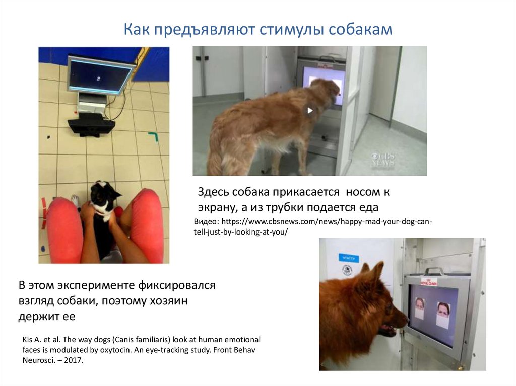 Как предъявляют стимулы собакам