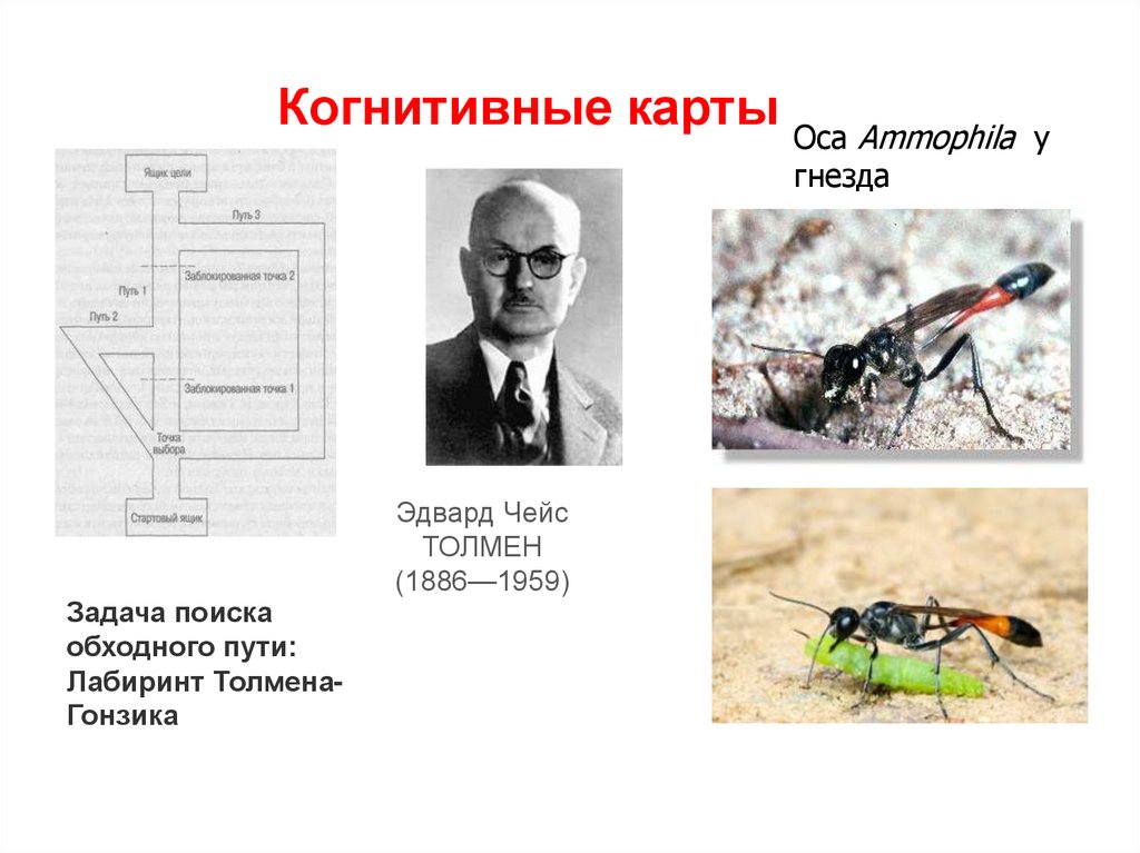 Когнитивные карты