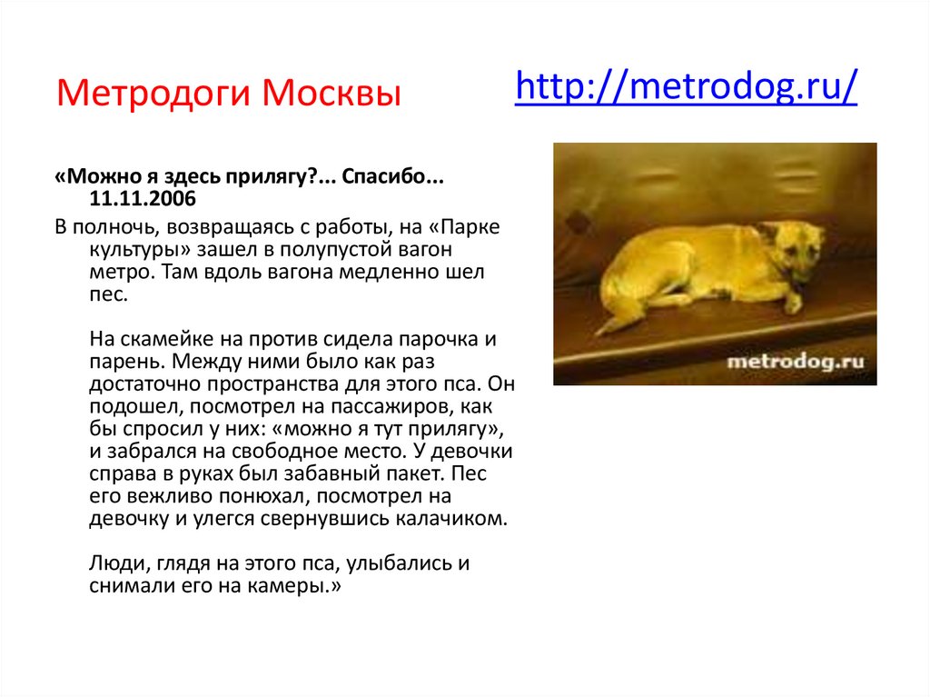 http://metrodog.ru/