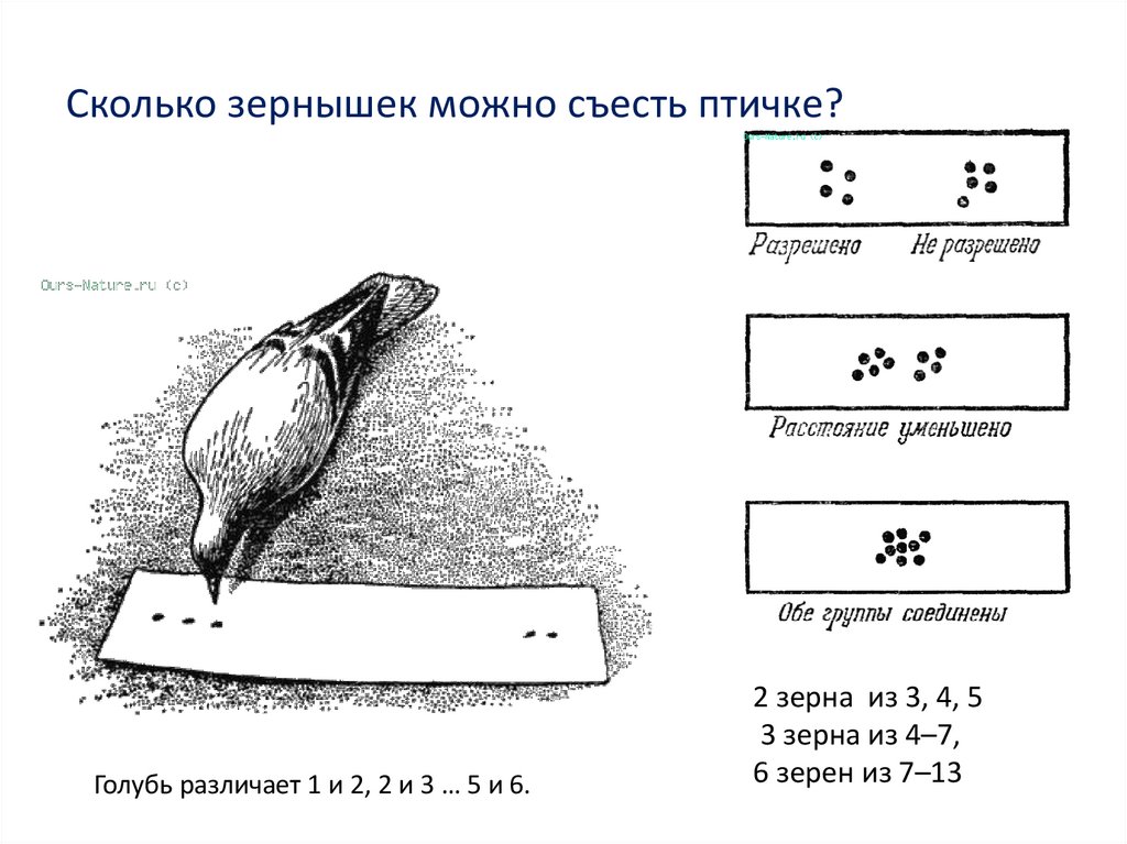 Сколько зернышек можно съесть птичке?