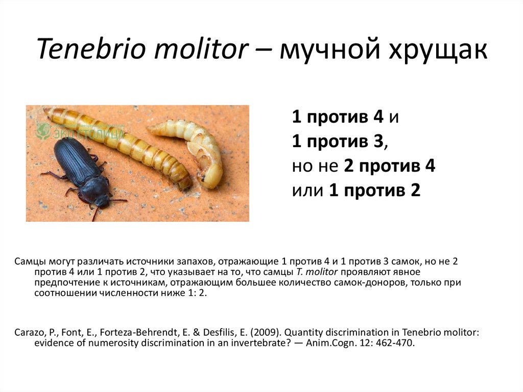 Tenebrio molitor – мучной хрущак