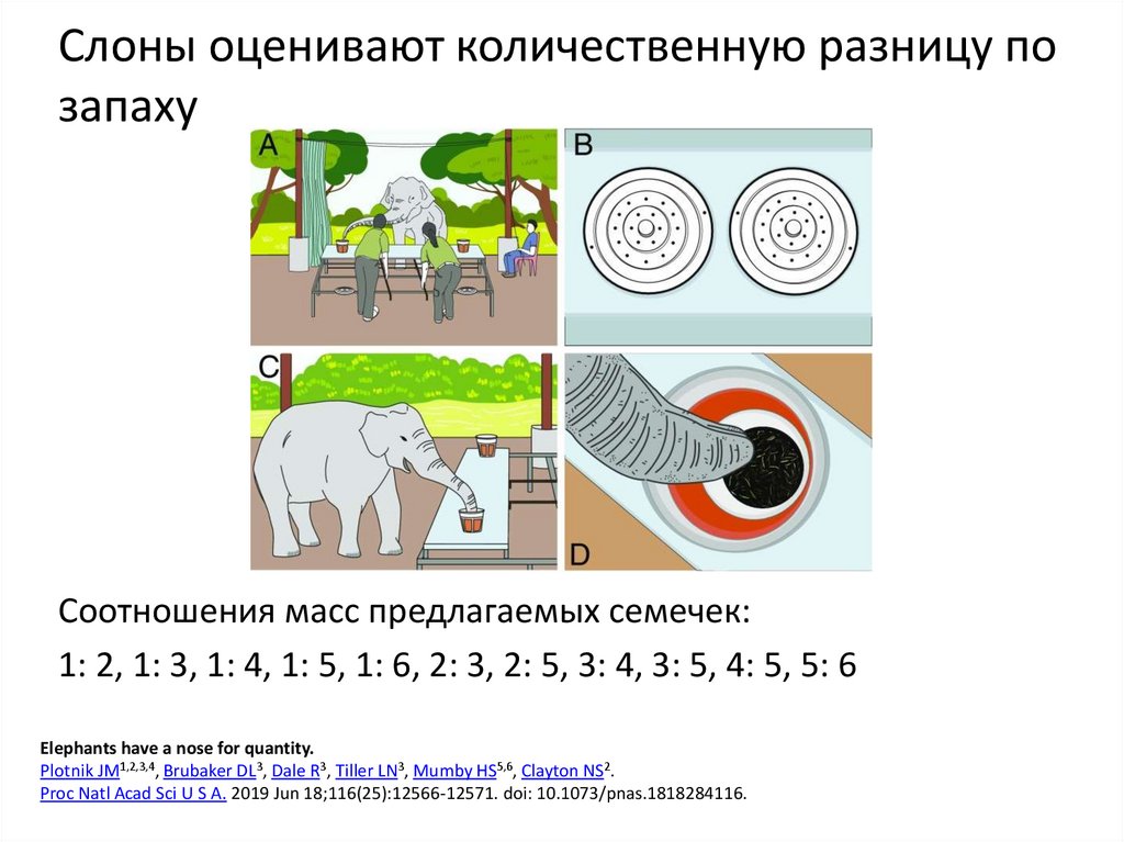Слоны оценивают количественную разницу по запаху