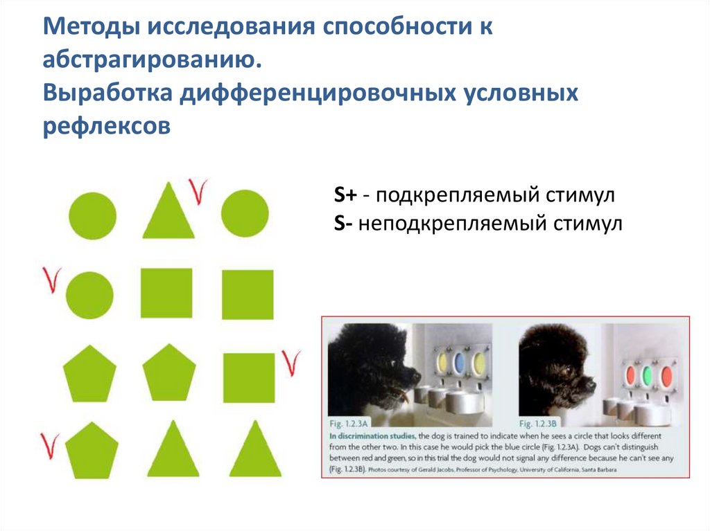 Методы исследования способности к абстрагированию. Выработка дифференцировочных условных рефлексов