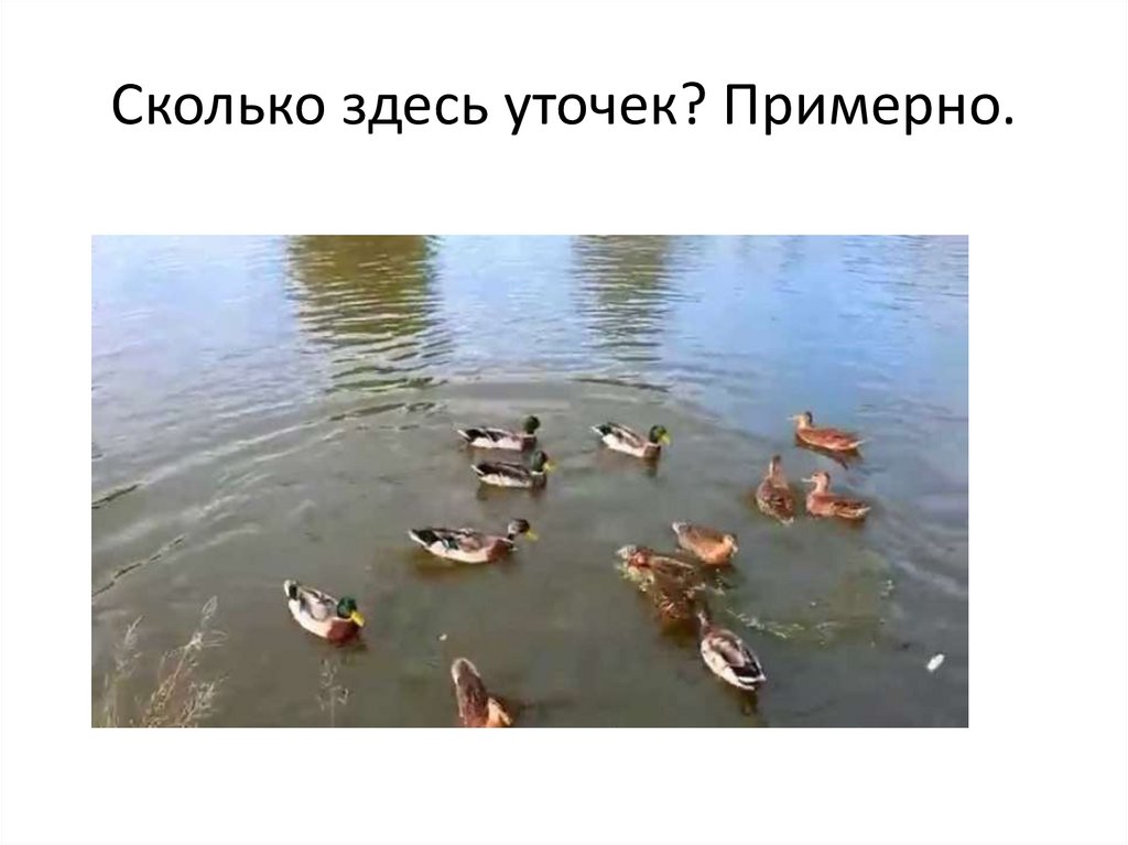 Сколько здесь уточек? Примерно.
