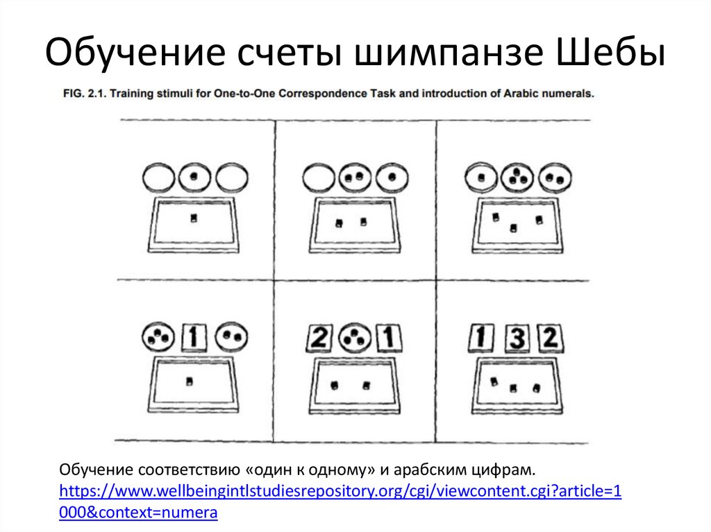 Обучение счеты шимпанзе Шебы