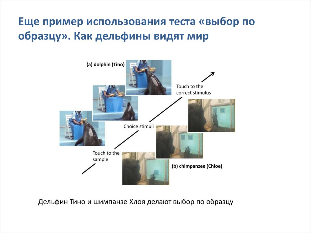 Еще пример использования теста «выбор по образцу». Как дельфины видят мир