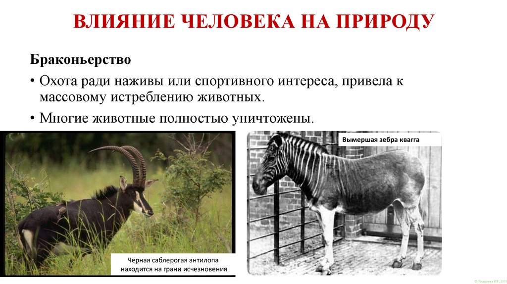 ВЛИЯНИЕ ЧЕЛОВЕКА НА ПРИРОДУ