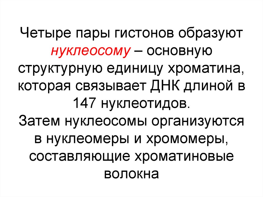 Четыре пары гистонов образуют нуклеосому – основную структурную единицу хроматина, которая связывает ДНК длиной в 147