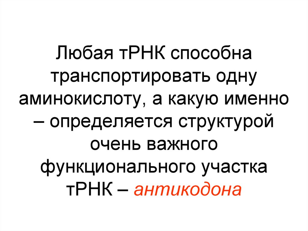 Любая тРНК способна транспортировать одну аминокислоту, а какую именно – определяется структурой очень важного функционального