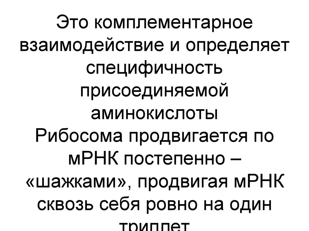 Это комплементарное взаимодействие и определяет специфичность присоединяемой аминокислоты Рибосома продвигается по мРНК