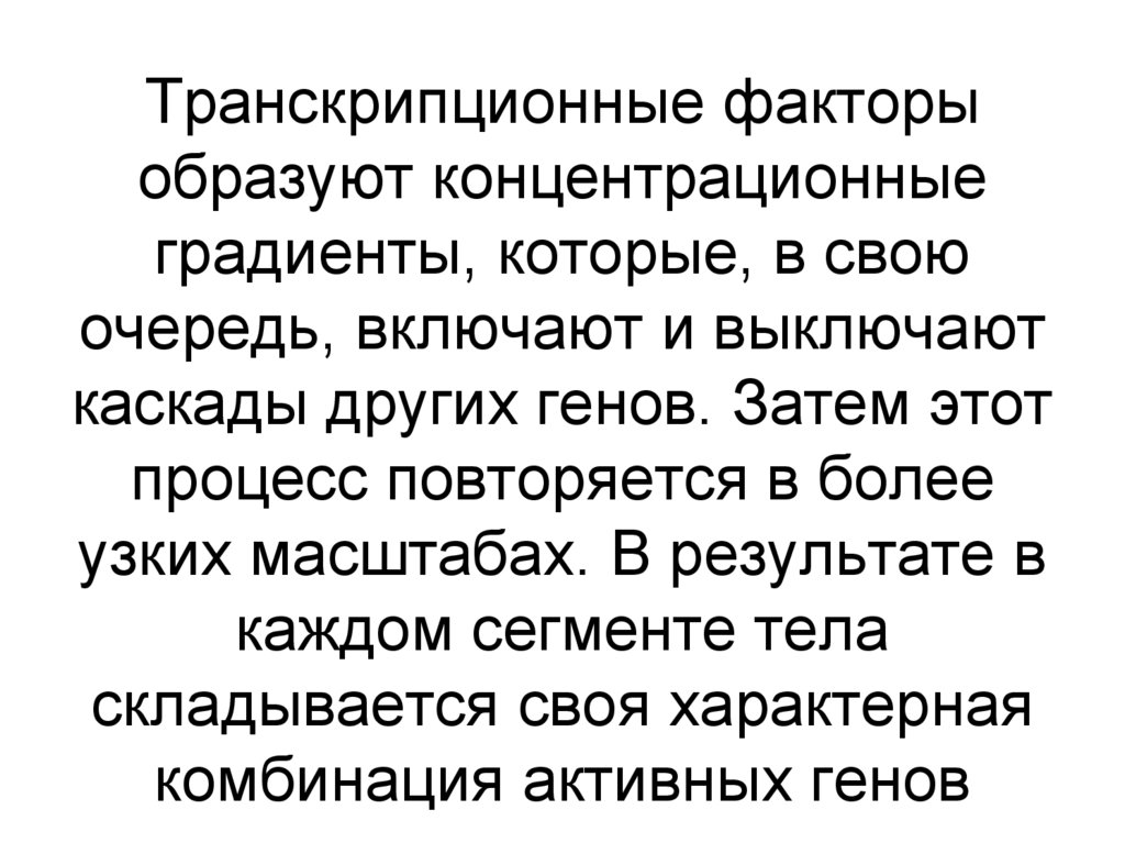 Транскрипционные факторы образуют концентрационные градиенты, которые, в свою очередь, включают и выключают каскады других