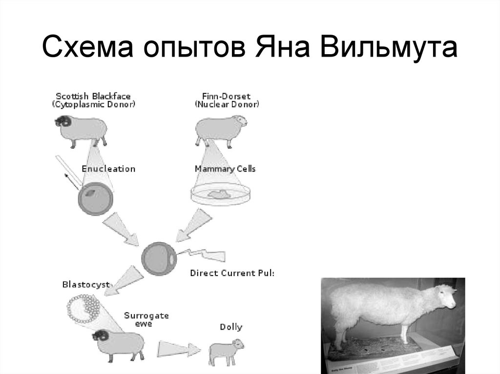 Схема опытов Яна Вильмута