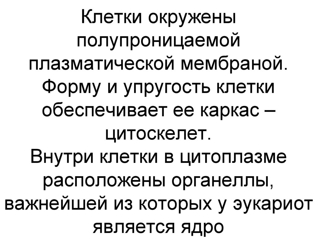Клетки окружены полупроницаемой плазматической мембраной. Форму и упругость клетки обеспечивает ее каркас – цитоскелет. Внутри
