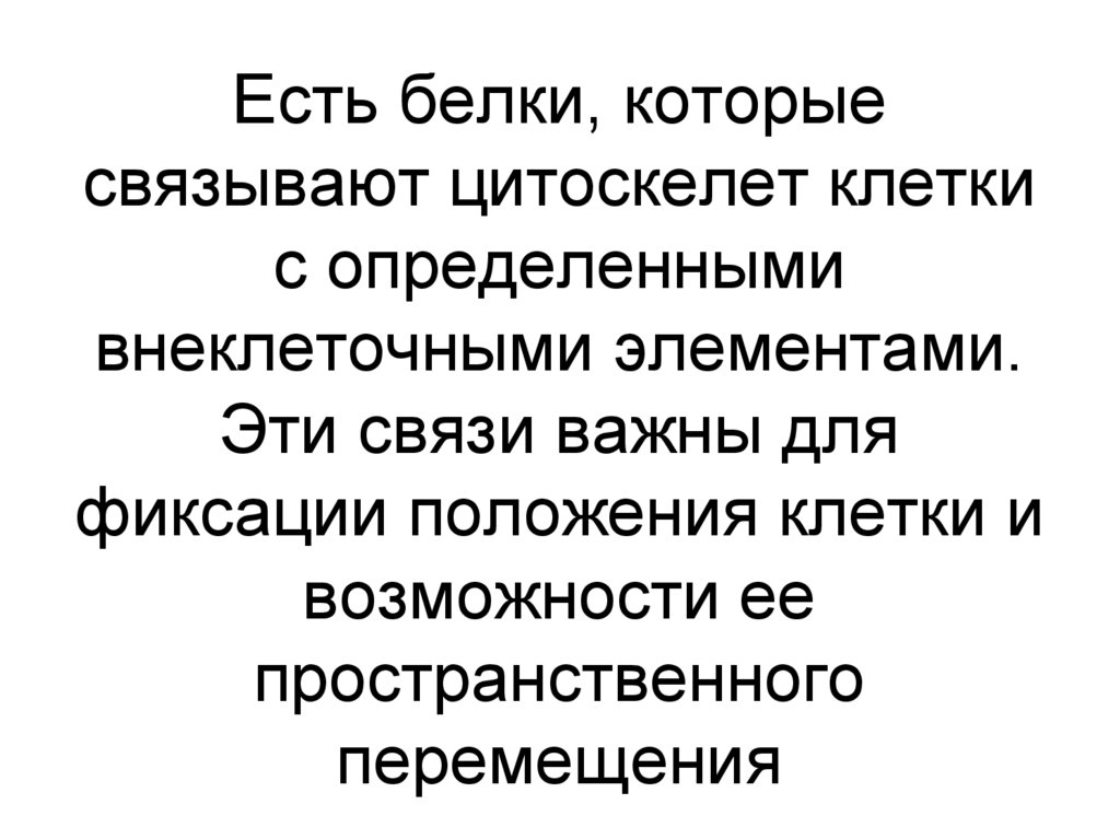 Есть белки, которые связывают цитоскелет клетки с определенными внеклеточными элементами. Эти связи важны для фиксации