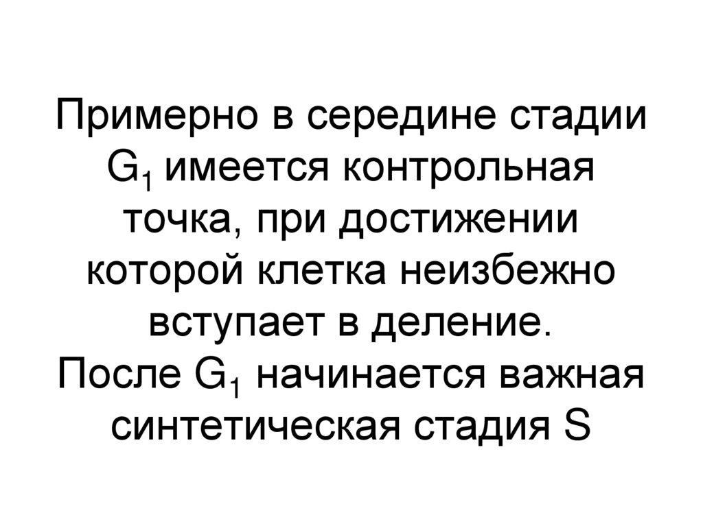 Примерно в середине стадии G1 имеется контрольная точка, при достижении которой клетка неизбежно вступает в деление. После G1