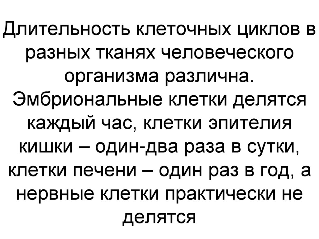 Длительность клеточных циклов в разных тканях человеческого организма различна. Эмбриональные клетки делятся каждый час, клетки