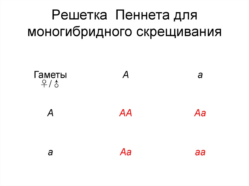 Решетка Пеннета для моногибридного скрещивания