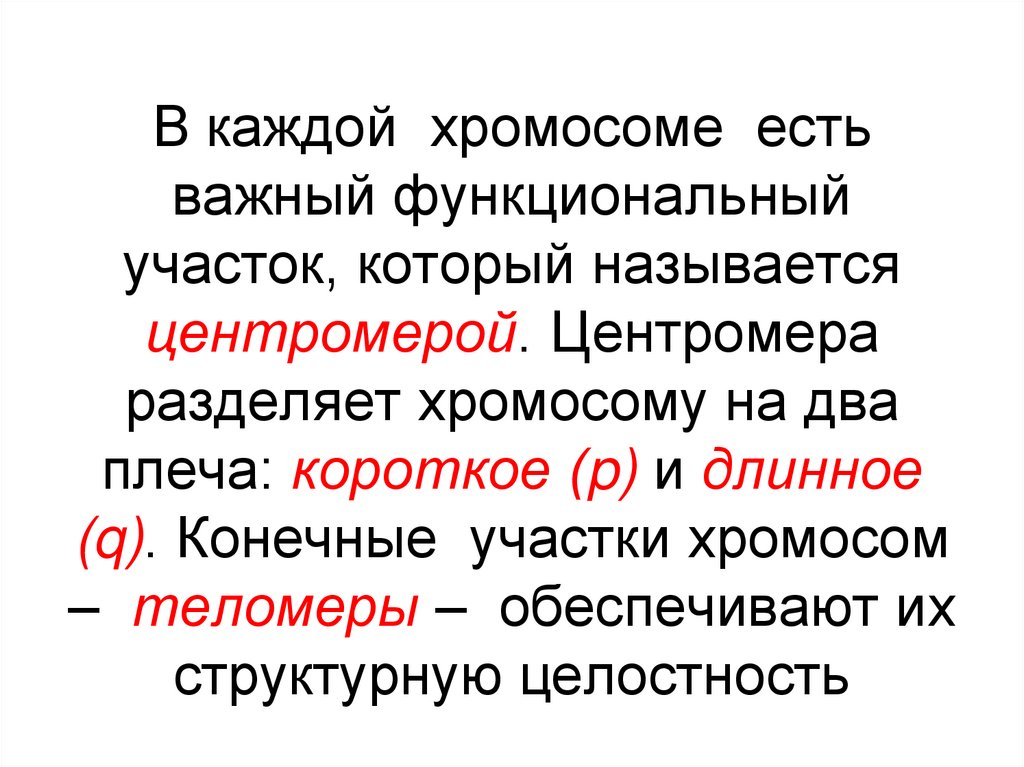 В каждой хромосоме есть важный функциональный участок, который называется центромерой. Центромера разделяет хромосому на два
