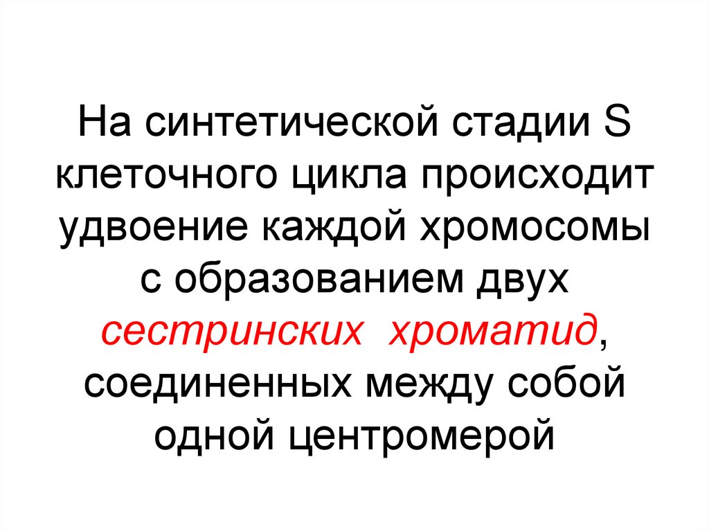 На синтетической стадии S клеточного цикла происходит удвоение каждой хромосомы с образованием двух сестринских хроматид,