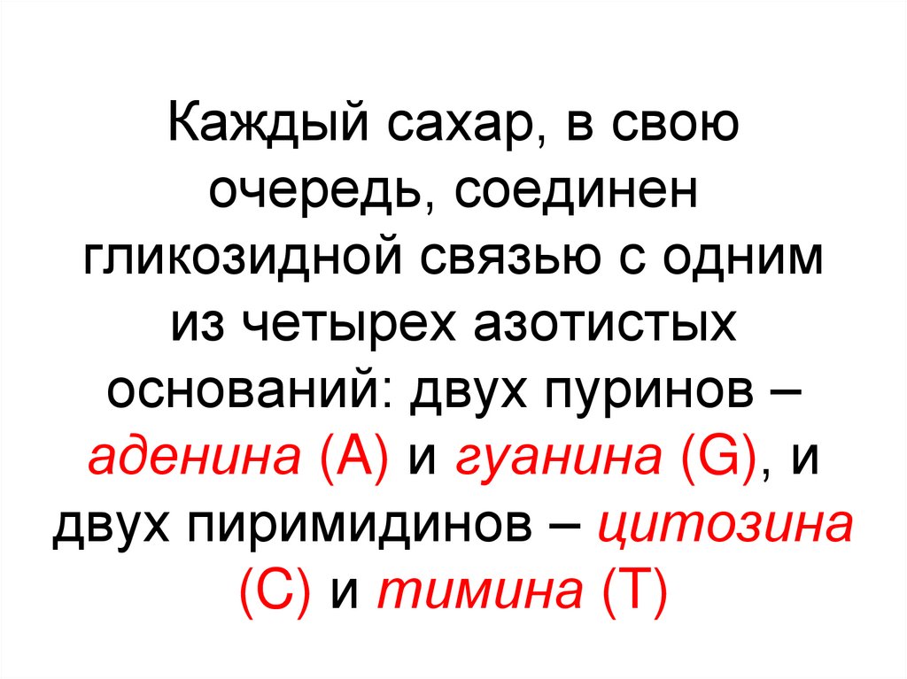 Каждый сахар, в свою очередь, соединен гликозидной связью с одним из четырех азотистых оснований: двух пуринов – аденина (A) и