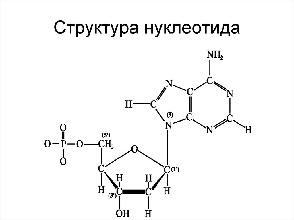 Структура нуклеотида