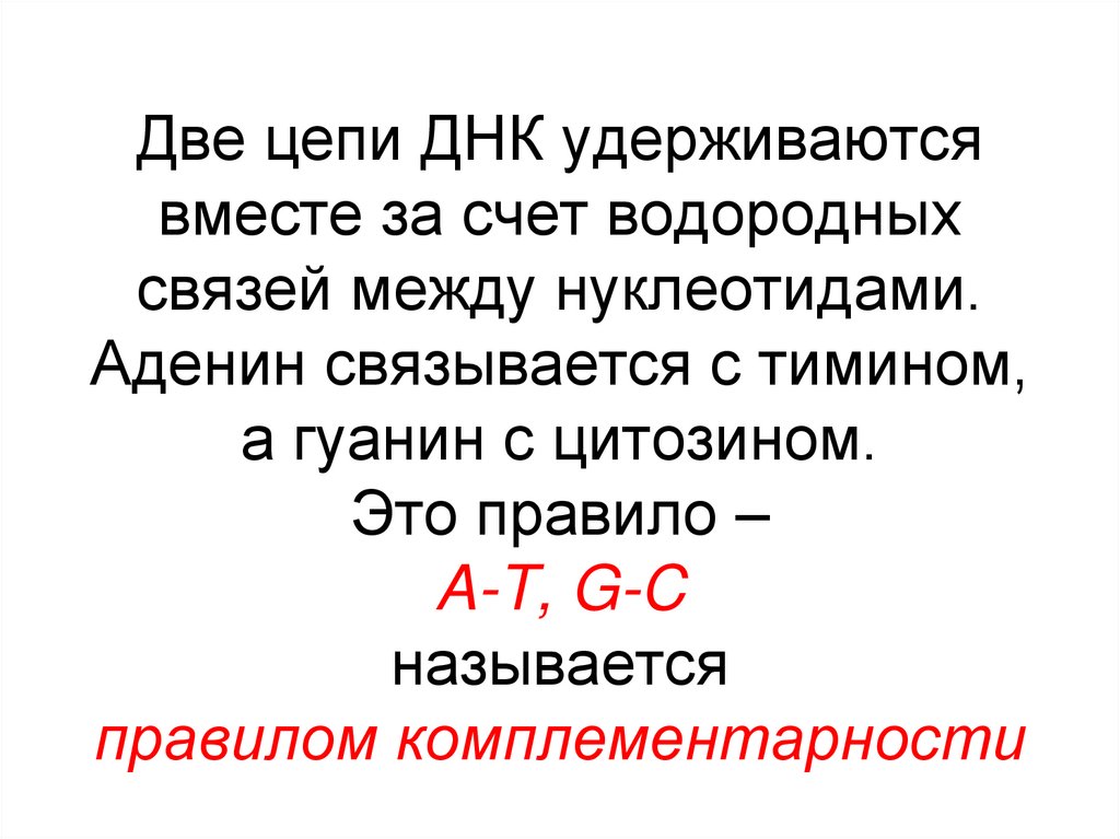 Две цепи ДНК удерживаются вместе за счет водородных связей между нуклеотидами. Аденин связывается с тимином, а гуанин с