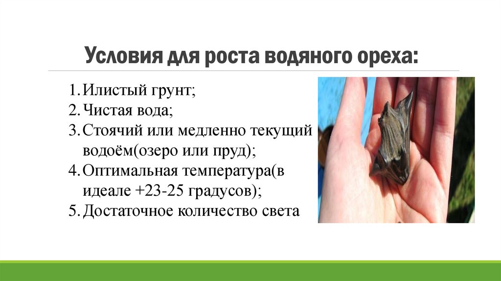 Условия для роста водяного ореха: