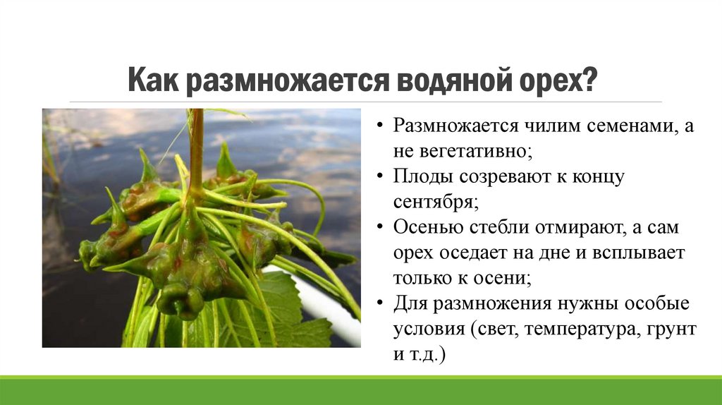 Как размножается водяной орех?