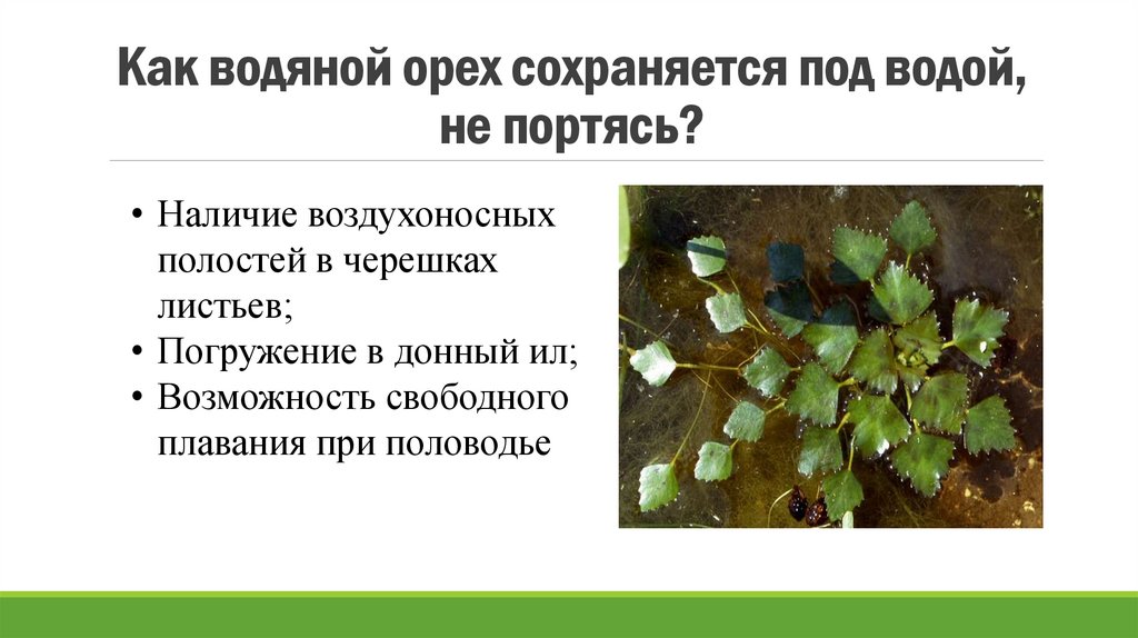 Как водяной орех сохраняется под водой, не портясь?