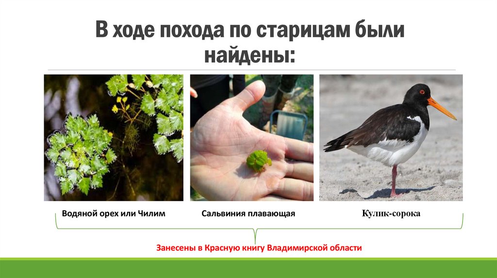 В ходе похода по старицам были найдены: