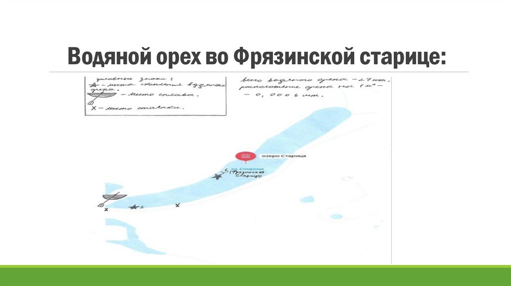 Водяной орех во Фрязинской старице: