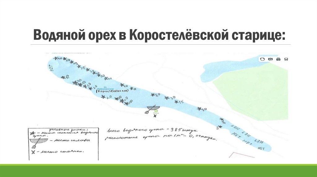 Водяной орех в Коростелёвской старице: