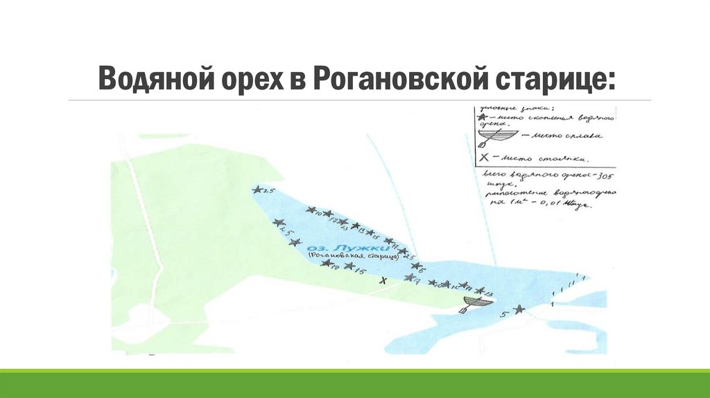 Водяной орех в Рогановской старице: