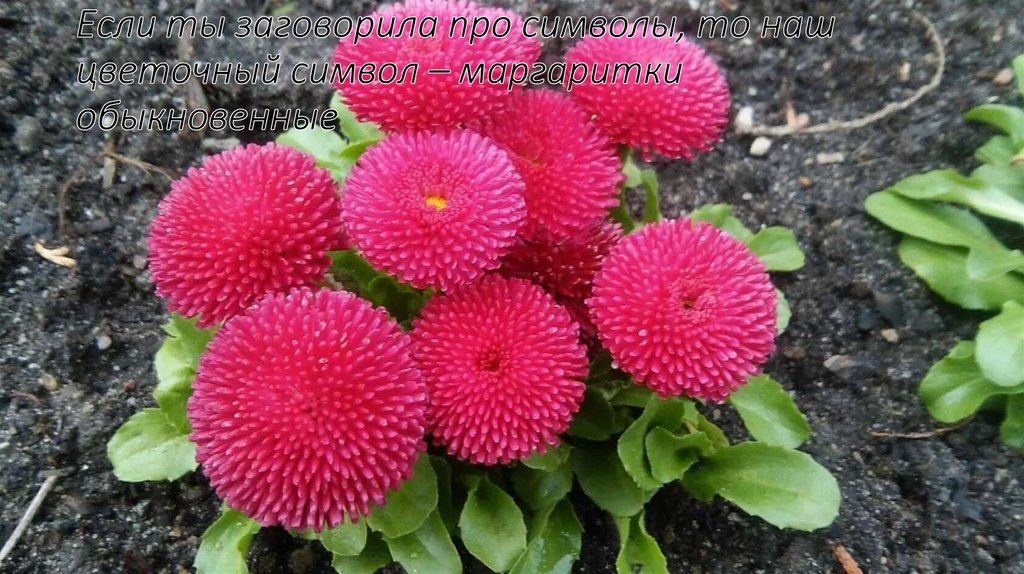 Если ты заговорила про символы, то наш цветочный символ – маргаритки обыкновенные