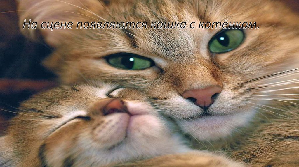 На сцене появляются кошка с котёнком.