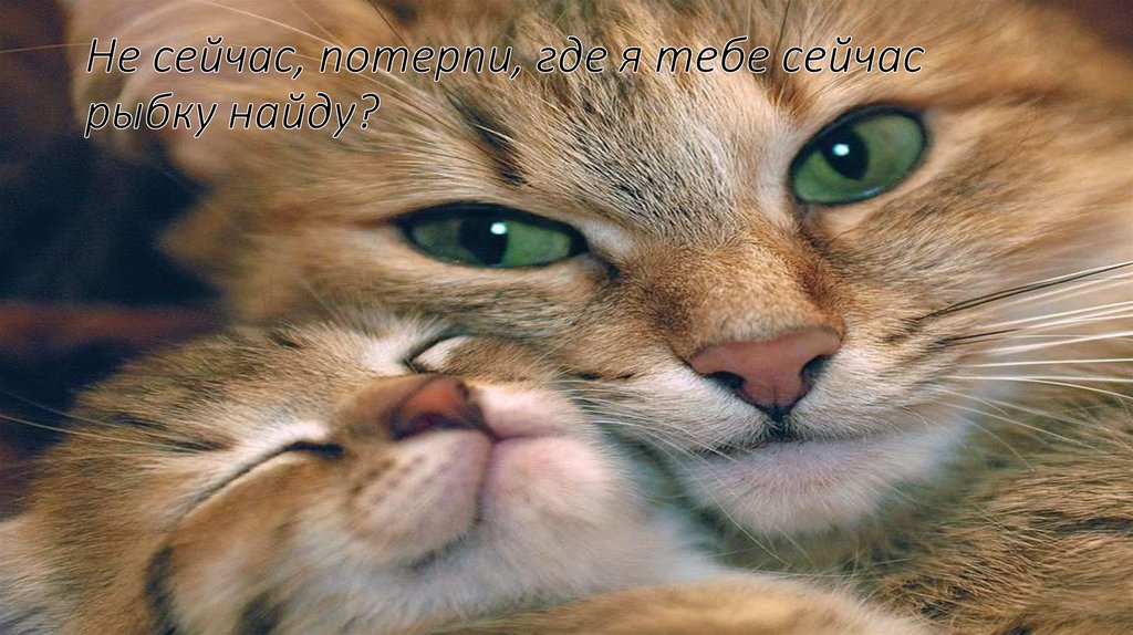 Не сейчас, потерпи, где я тебе сейчас рыбку найду?
