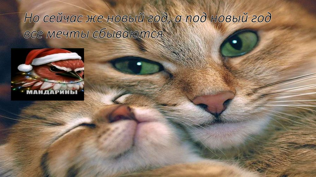 Но сейчас же новый год, а под новый год все мечты сбываются