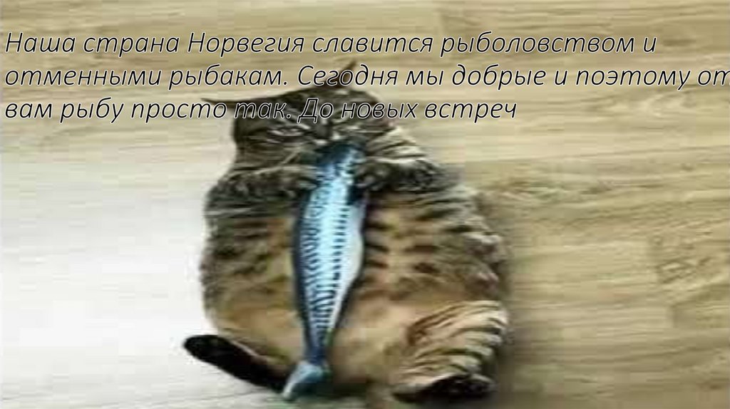 Наша страна Норвегия славится рыболовством и отменными рыбакам. Сегодня мы добрые и поэтому отдаём вам рыбу просто так. До